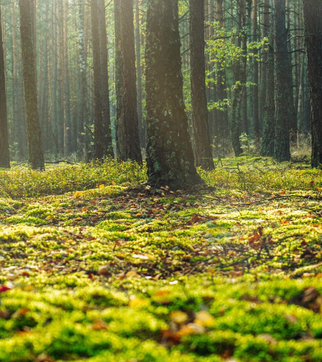 A serene forest view in Wielbark, Poland with sunlight filtering through the trees.